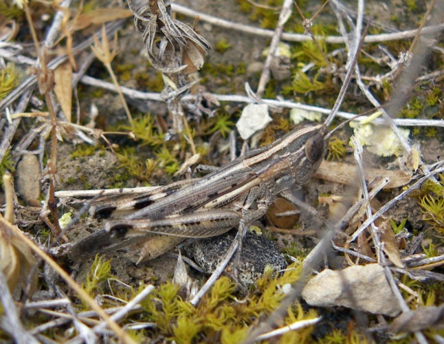 Spagna: La regione  de Monegros, paradiso entomologico